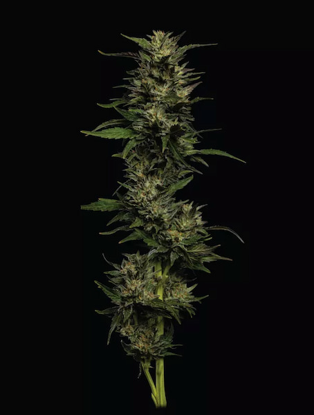 Pistachio > Humboldt Seed Company | Feminized Cannabis   |  Indica